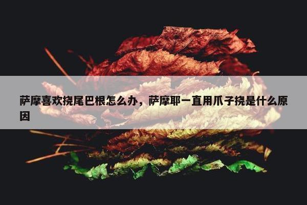 萨摩喜欢挠尾巴根怎么办，萨摩耶一直用爪子挠是什么原因