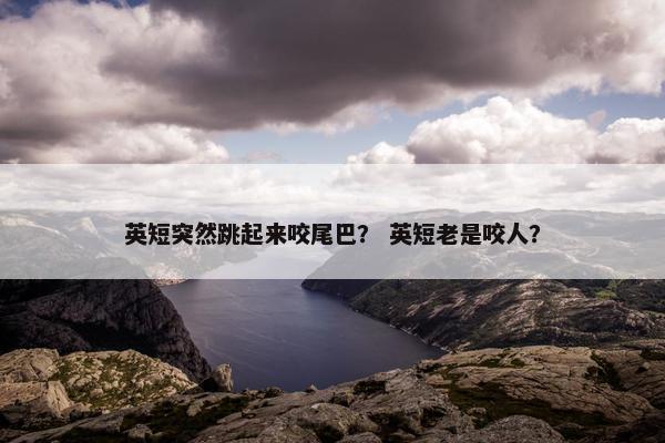英短突然跳起来咬尾巴？ 英短老是咬人？