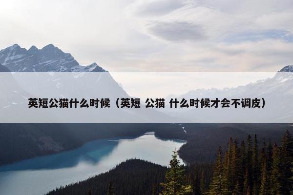 英短公猫什么时候（英短 公猫 什么时候才会不调皮）
