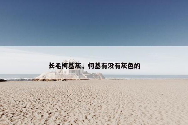 长毛柯基灰，柯基有没有灰色的