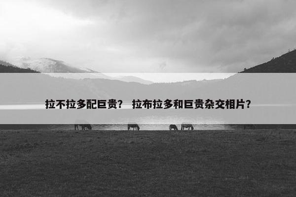 拉不拉多配巨贵？ 拉布拉多和巨贵杂交相片？