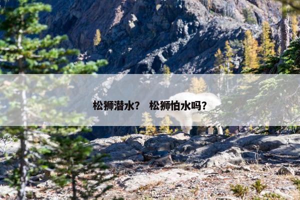 松狮潜水？ 松狮怕水吗？