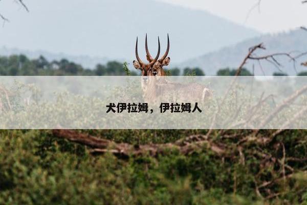 犬伊拉姆，伊拉姆人