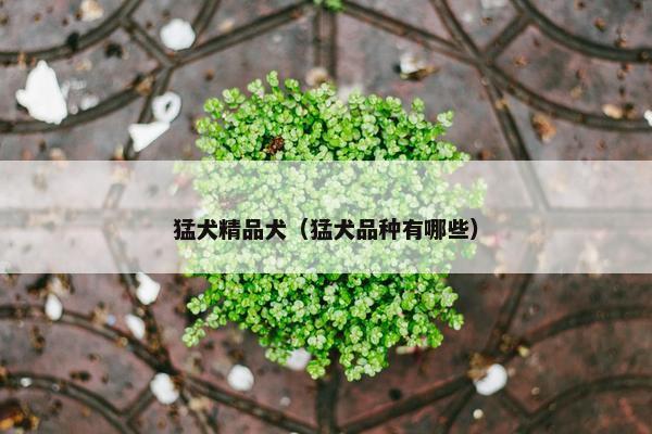 猛犬精品犬（猛犬品种有哪些）