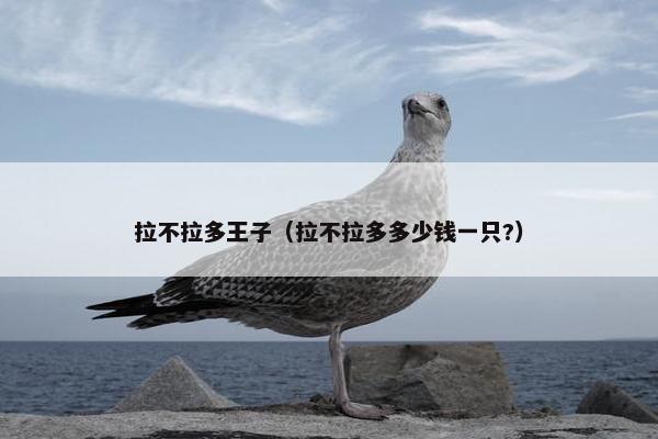 拉不拉多王子（拉不拉多多少钱一只?）