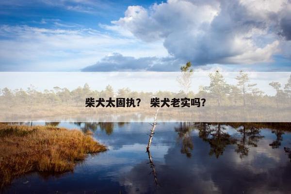 柴犬太固执？ 柴犬老实吗？