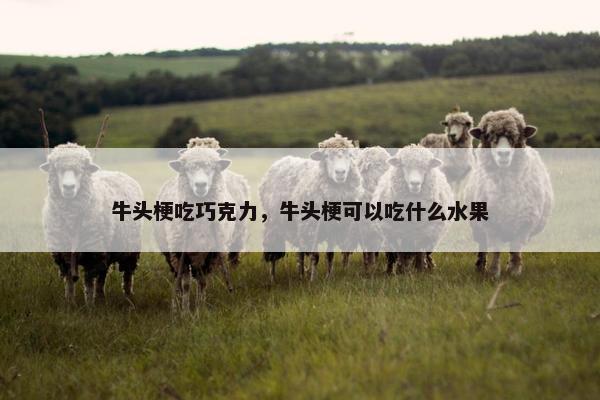 牛头梗吃巧克力，牛头梗可以吃什么水果