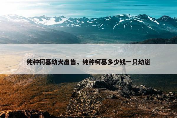 纯种柯基幼犬出售，纯种柯基多少钱一只幼崽