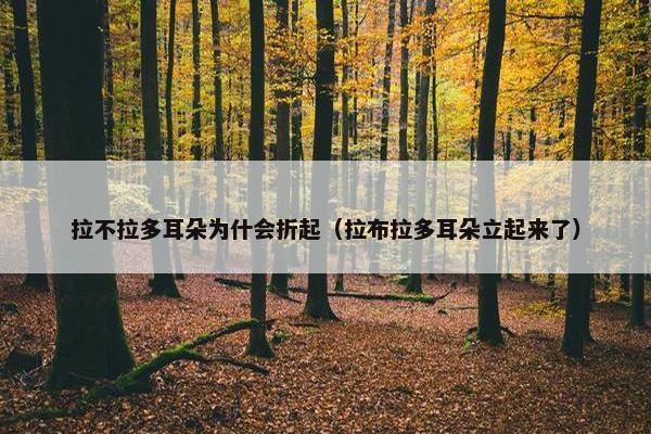 拉不拉多耳朵为什会折起（拉布拉多耳朵立起来了）