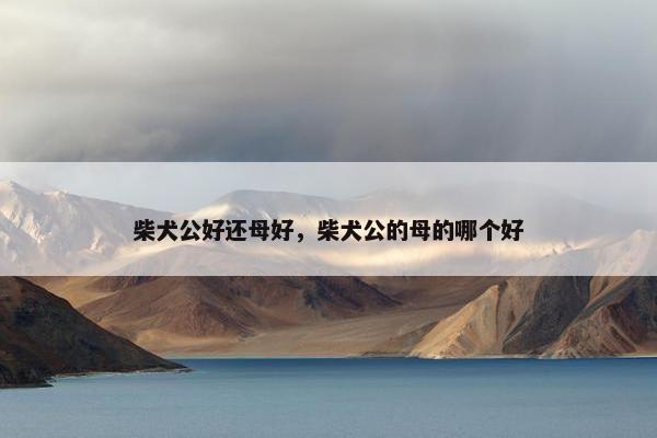 柴犬公好还母好，柴犬公的母的哪个好