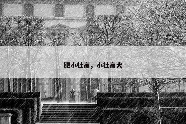 肥小杜高，小杜高犬