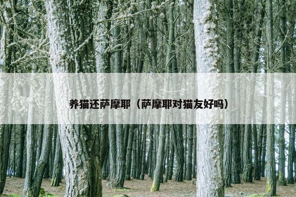 养猫还萨摩耶（萨摩耶对猫友好吗）