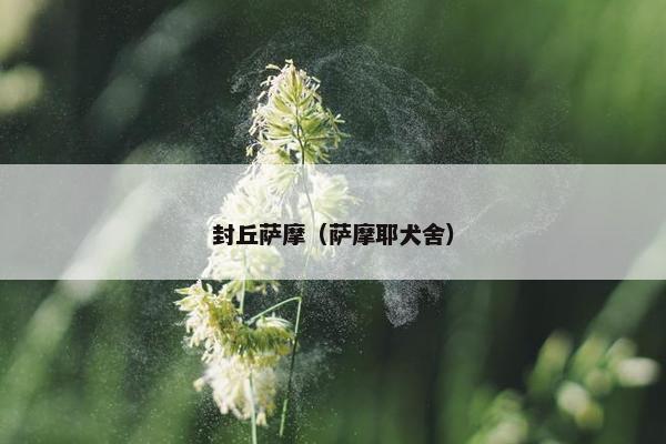 封丘萨摩（萨摩耶犬舍）