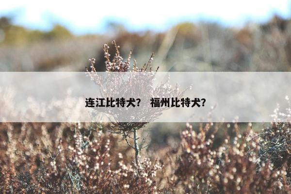 连江比特犬？ 福州比特犬？