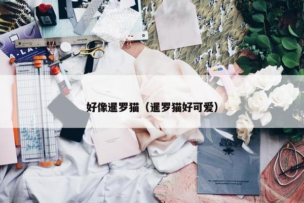 好像暹罗猫（暹罗猫好可爱）
