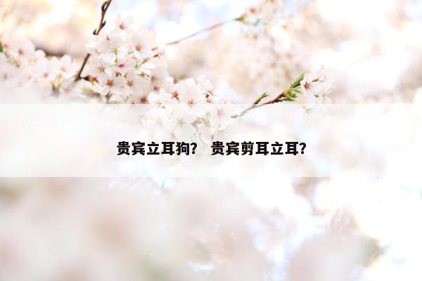贵宾立耳狗？ 贵宾剪耳立耳？
