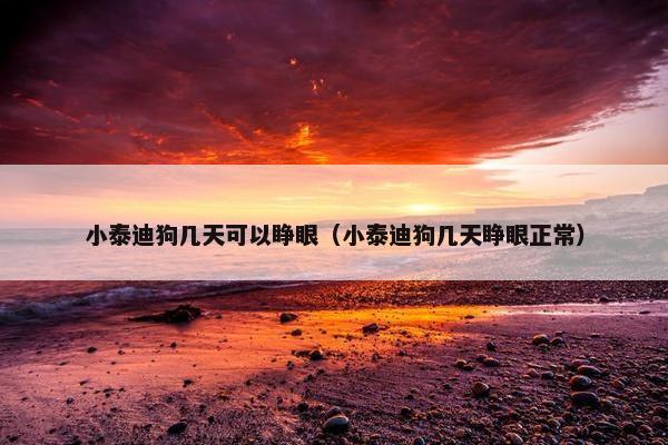 小泰迪狗几天可以睁眼（小泰迪狗几天睁眼正常）