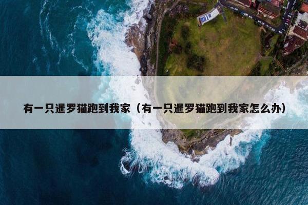 有一只暹罗猫跑到我家（有一只暹罗猫跑到我家怎么办）