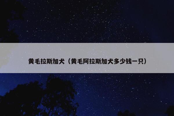 黄毛拉斯加犬（黄毛阿拉斯加犬多少钱一只）