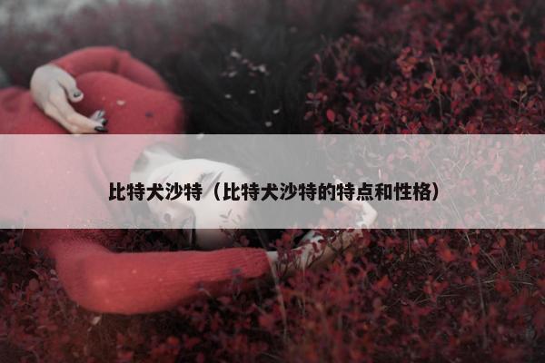 比特犬沙特（比特犬沙特的特点和性格）