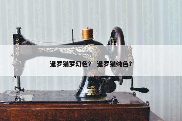 暹罗猫梦幻色？ 暹罗猫纯色？