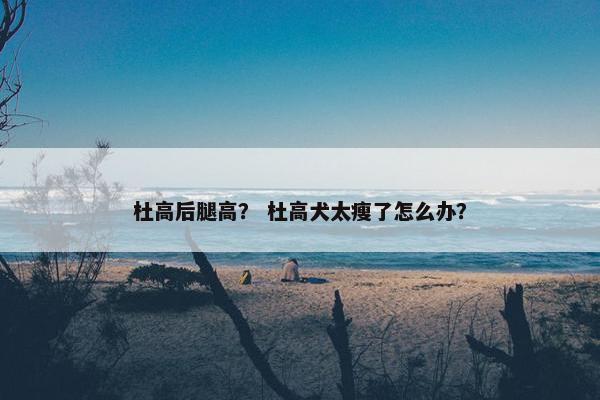杜高后腿高？ 杜高犬太瘦了怎么办？