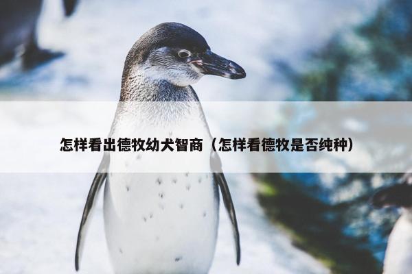 怎样看出德牧幼犬智商（怎样看德牧是否纯种）