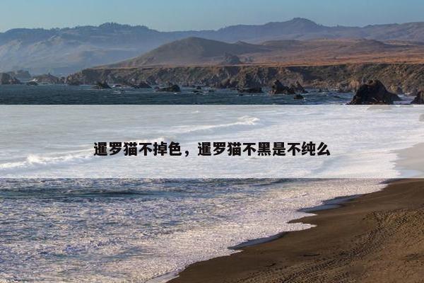暹罗猫不掉色，暹罗猫不黑是不纯么