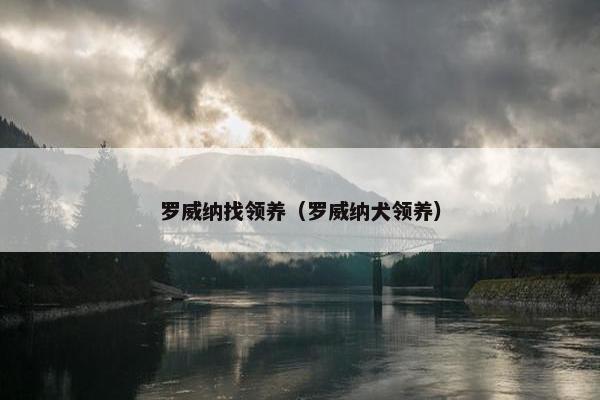 罗威纳找领养（罗威纳犬领养）