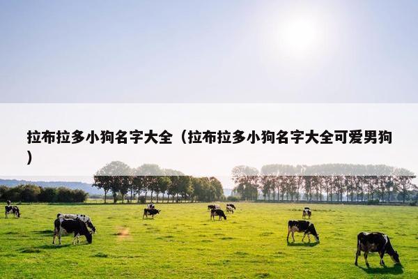 拉布拉多小狗名字大全（拉布拉多小狗名字大全可爱男狗）