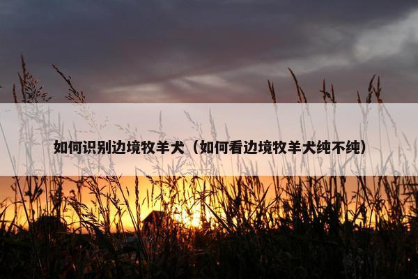 如何识别边境牧羊犬（如何看边境牧羊犬纯不纯）