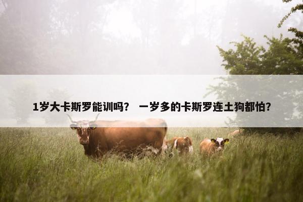 1岁大卡斯罗能训吗？ 一岁多的卡斯罗连土狗都怕？