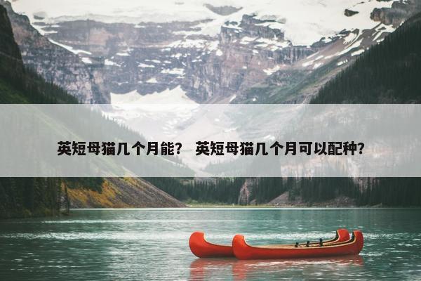 英短母猫几个月能？ 英短母猫几个月可以配种？