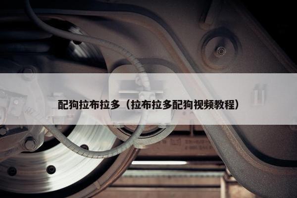 配狗拉布拉多（拉布拉多配狗视频教程）