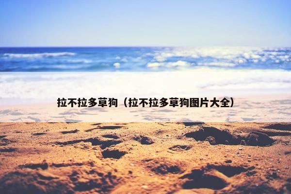 拉不拉多草狗（拉不拉多草狗图片大全）