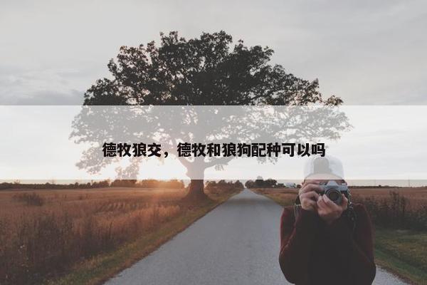 德牧狼交，德牧和狼狗配种可以吗