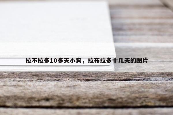 拉不拉多10多天小狗，拉布拉多十几天的图片
