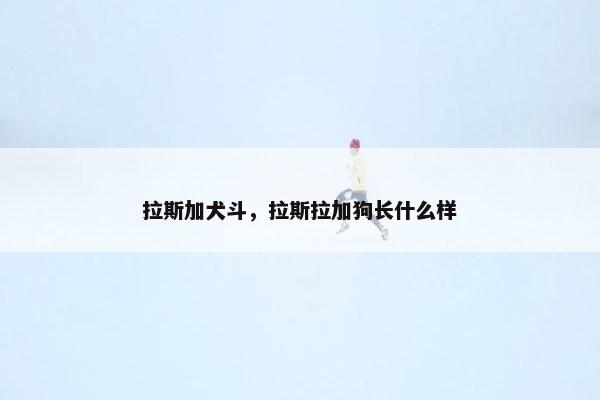 拉斯加犬斗，拉斯拉加狗长什么样