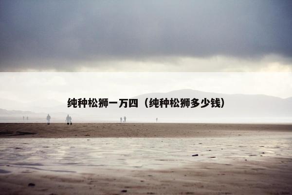 纯种松狮一万四（纯种松狮多少钱）