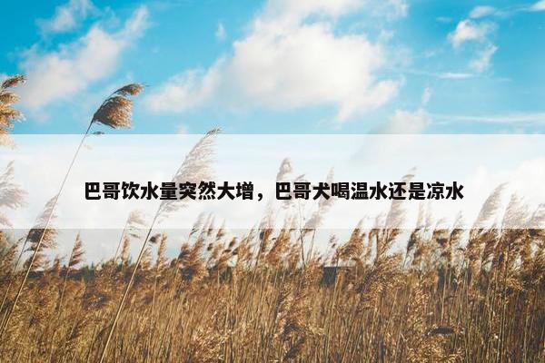 巴哥饮水量突然大增，巴哥犬喝温水还是凉水