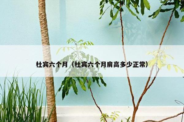 杜宾六个月（杜宾六个月肩高多少正常）