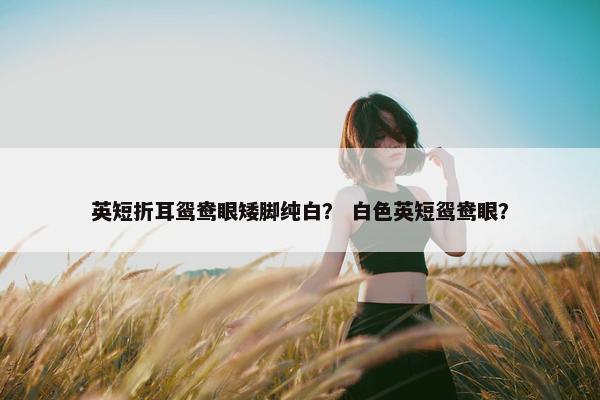 英短折耳鸳鸯眼矮脚纯白？ 白色英短鸳鸯眼？