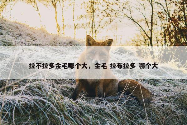 拉不拉多金毛哪个大，金毛 拉布拉多 哪个大