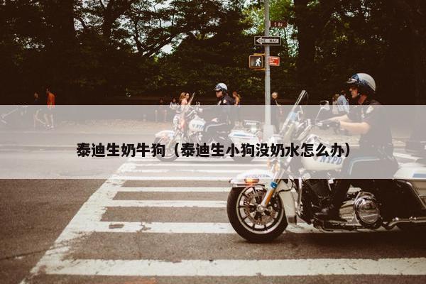 泰迪生奶牛狗（泰迪生小狗没奶水怎么办）