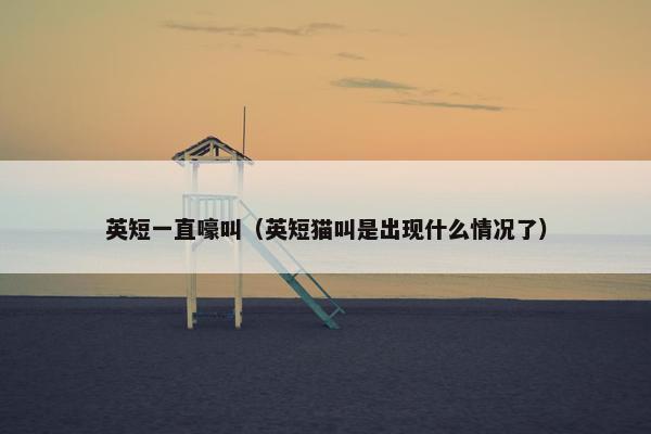 英短一直嚎叫（英短猫叫是出现什么情况了）