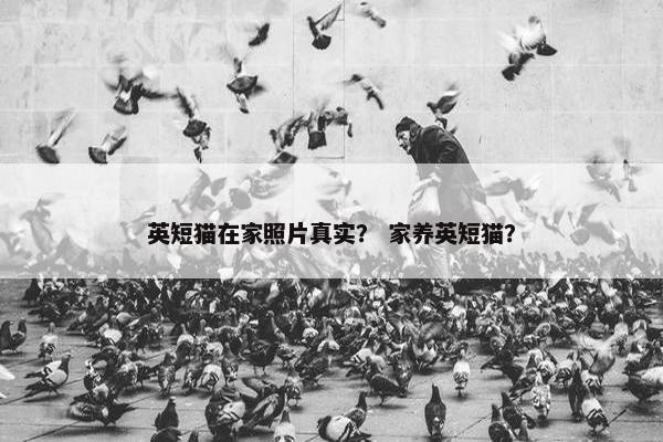 英短猫在家照片真实？ 家养英短猫？