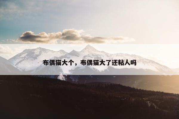 布偶猫大个，布偶猫大了还粘人吗