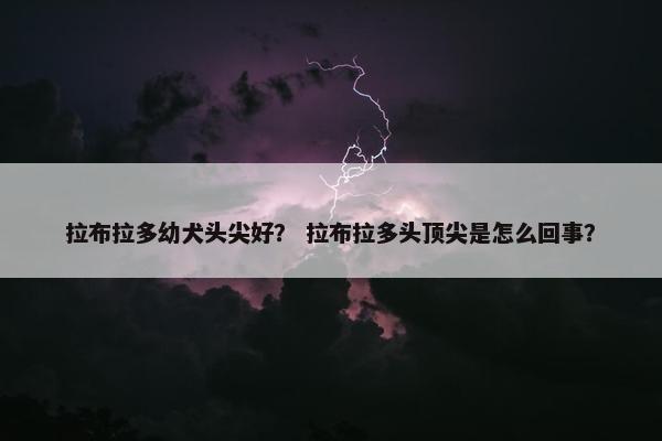 拉布拉多幼犬头尖好？ 拉布拉多头顶尖是怎么回事？