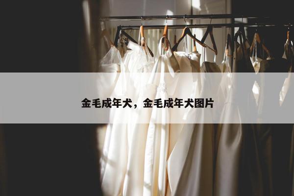 金毛成年犬，金毛成年犬图片