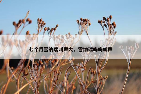 七个月雪纳瑞叫声大，雪纳瑞呜呜叫声